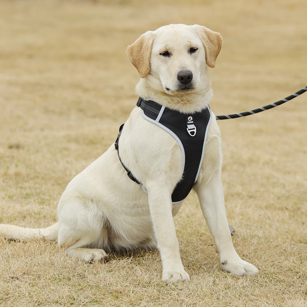 Un perro sentado en una zona de césped. El perro parece ser un Labrador Retriever, una raza conocida por su naturaleza amigable e inteligente.