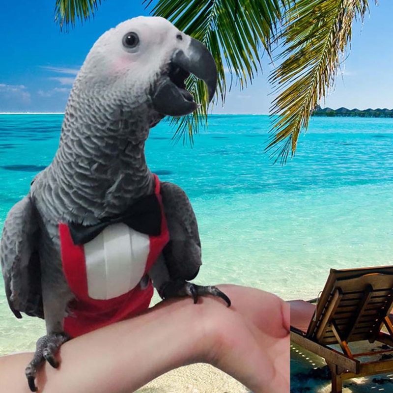 Bird Diaper Flight Suite, schützende Papageienwindeln mit wasserdichter Innenschicht, niedlicher Urin-Nassanzug mit Fliege für – Detail 8