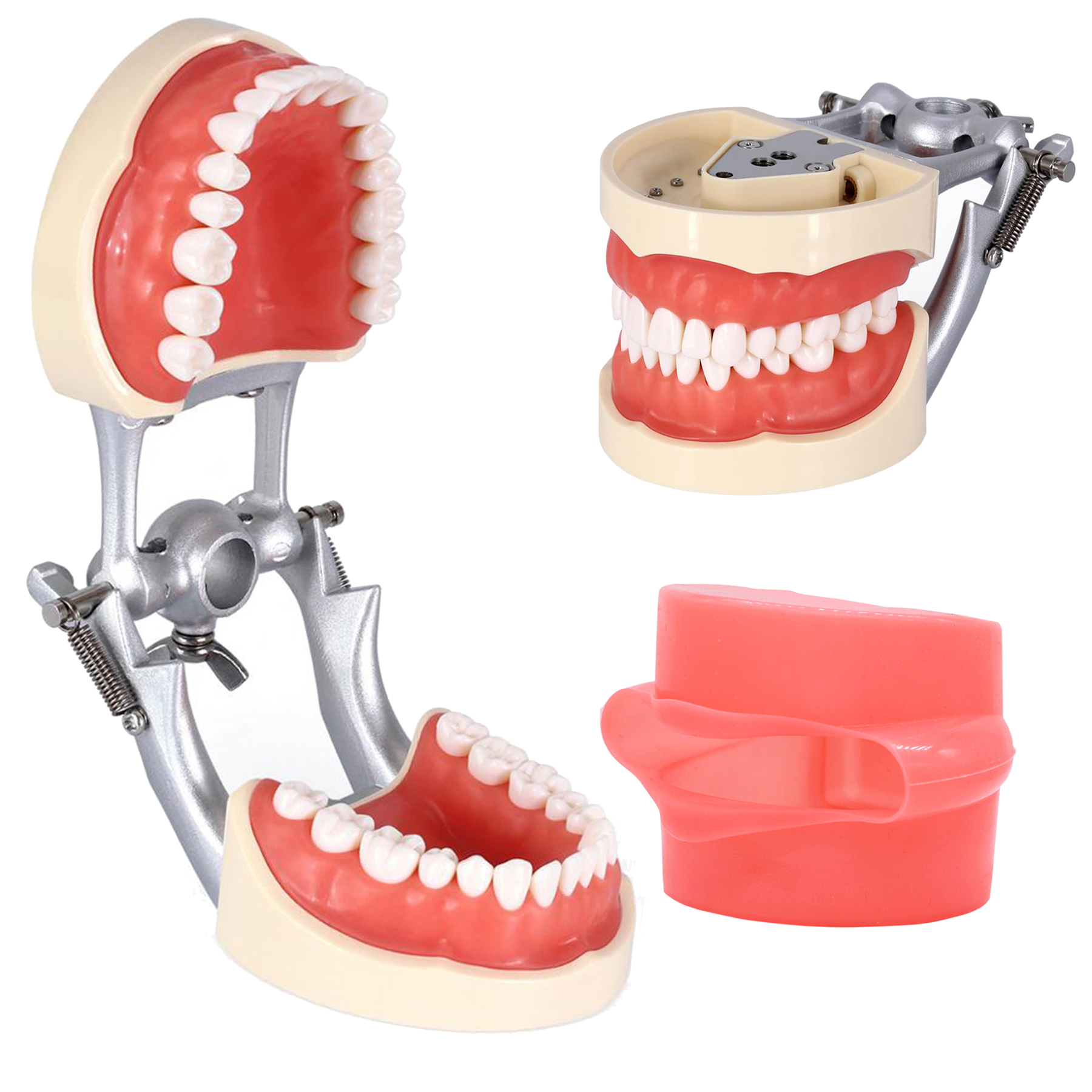 Best of Dental Teaching Model With Removable 32pcs Tooth For Kilgore NISSIN 200 Type For Teaching Demo Reviews & Tips