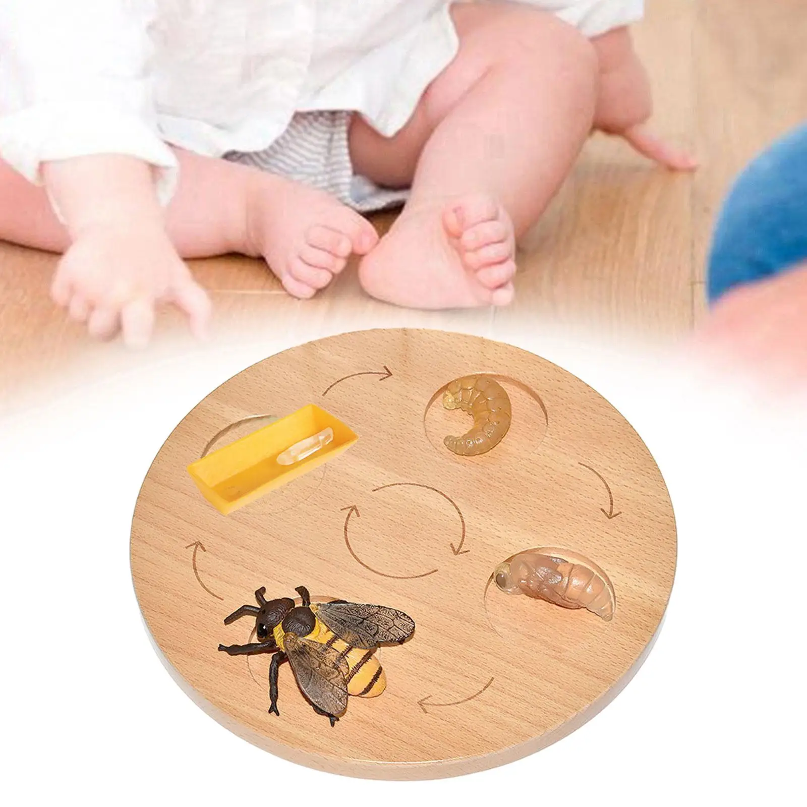 Life Cycle Tray Montessori Toys Educational Realistic Birthday Gifts Teaching Aids for Boys Girls Sensory Toy Cognitive Toy