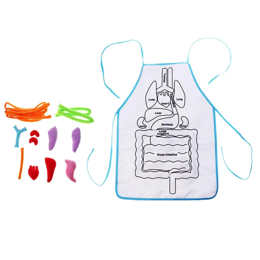3D Organ Apron Early Teaching Props Early Education Aids for Kids