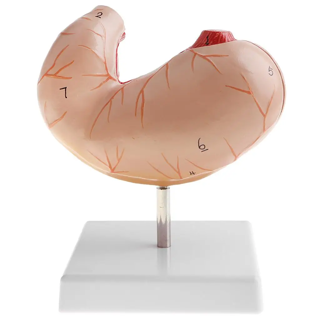 Lab/ Equipment 1:1 Human Stomach Structure Model Toy Ornament