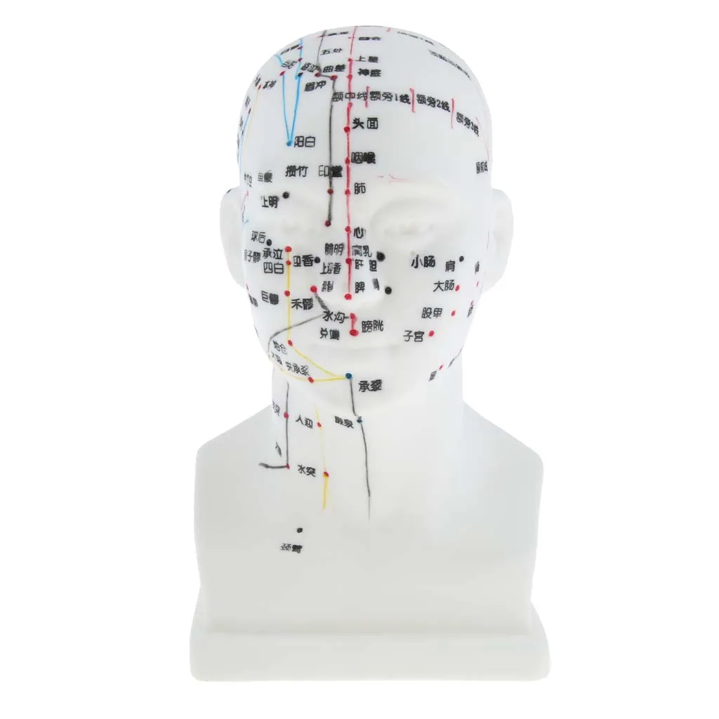 Meridian Model Human Acupuncture Point Head Acupuncture Points Model