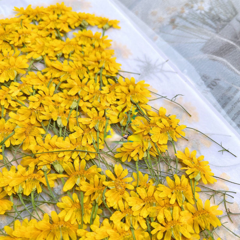 6-10cm/24 Stück, Naturgetrocknete Chrysanthemen, Echte Kamillenzweige für DIY Handyhüllen, Nagelkunst, Gesichtsdekoration, Trockenblumen-Materialien – Detail 3