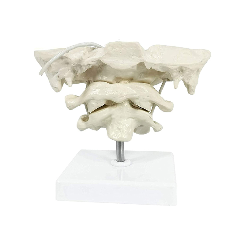 Кости в Spine