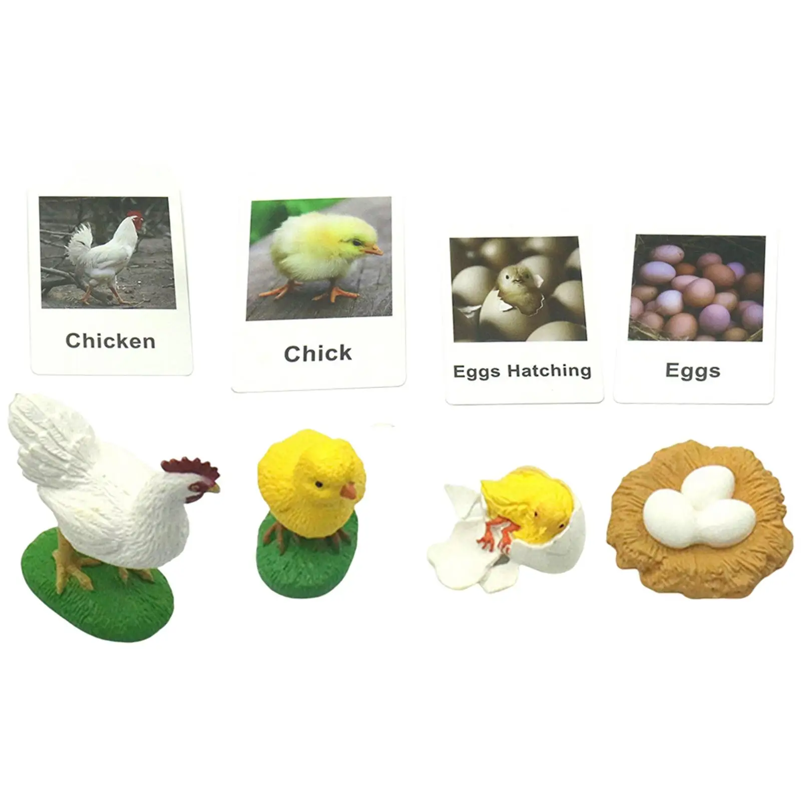 Chicken Life Cycle Figurines Chick Miniature Chicken Hen Egg Figurines Figures for School