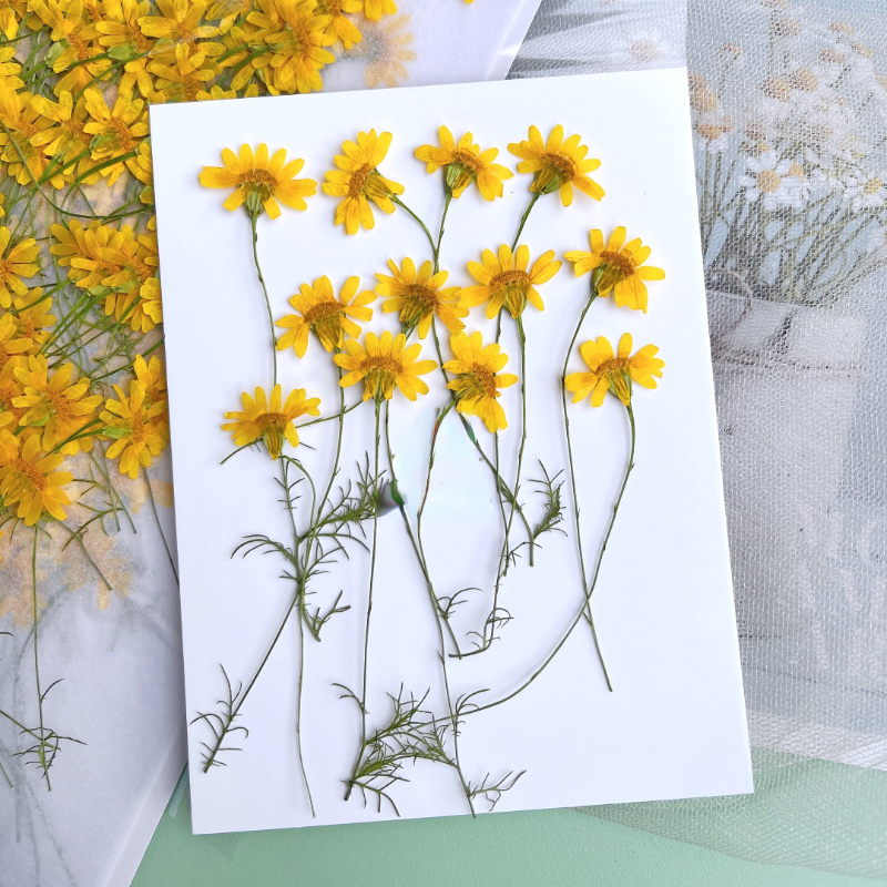 6-10cm/24 Stück, Naturgetrocknete Chrysanthemen, Echte Kamillenzweige für DIY Handyhüllen, Nagelkunst, Gesichtsdekoration, Trockenblumen-Materialien – Detail 2
