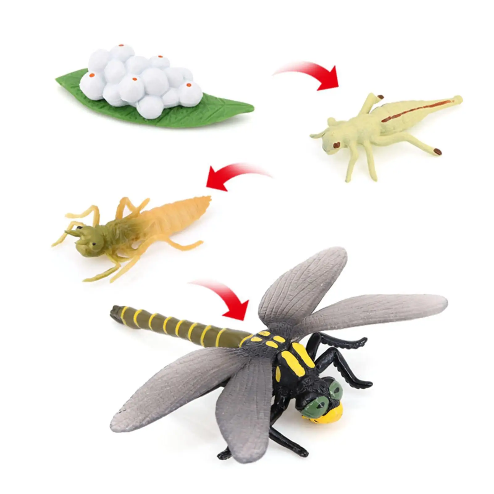 Lot of 4 Nature Dragonfly Growth Cycle Early Childhood Education Learning Teaching Toys, Realistic
