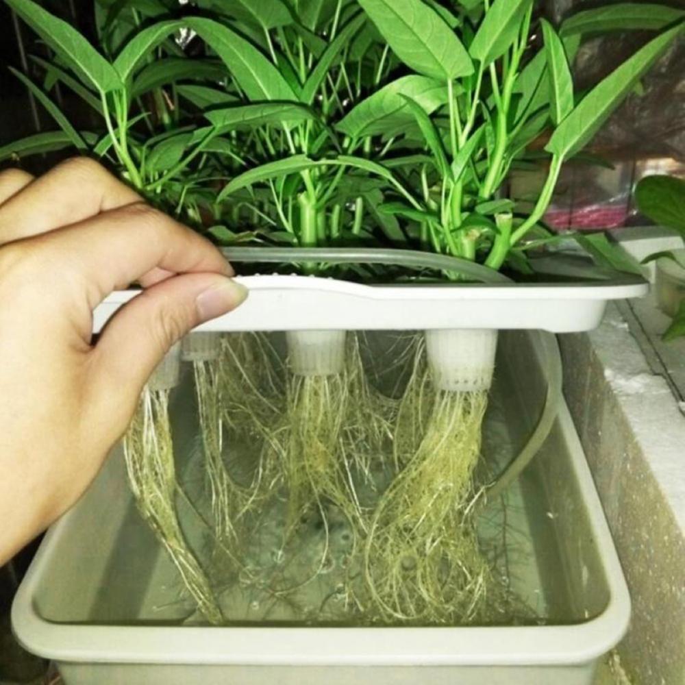 cultivo sem solo Nursery Box Grow Kit