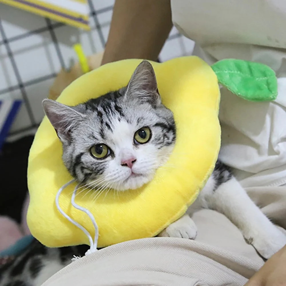 Un gato que lleva un collar o arnés amarillo. El gato parece ser un gato doméstico de pelo corto con una mezcla de pelaje gris y blanco. Es mirar directamente a la cámara con una expresión algo curiosa o atenta.