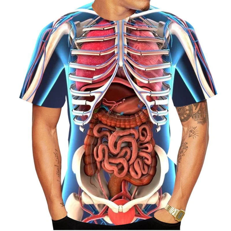 Скелет с внутренними органами