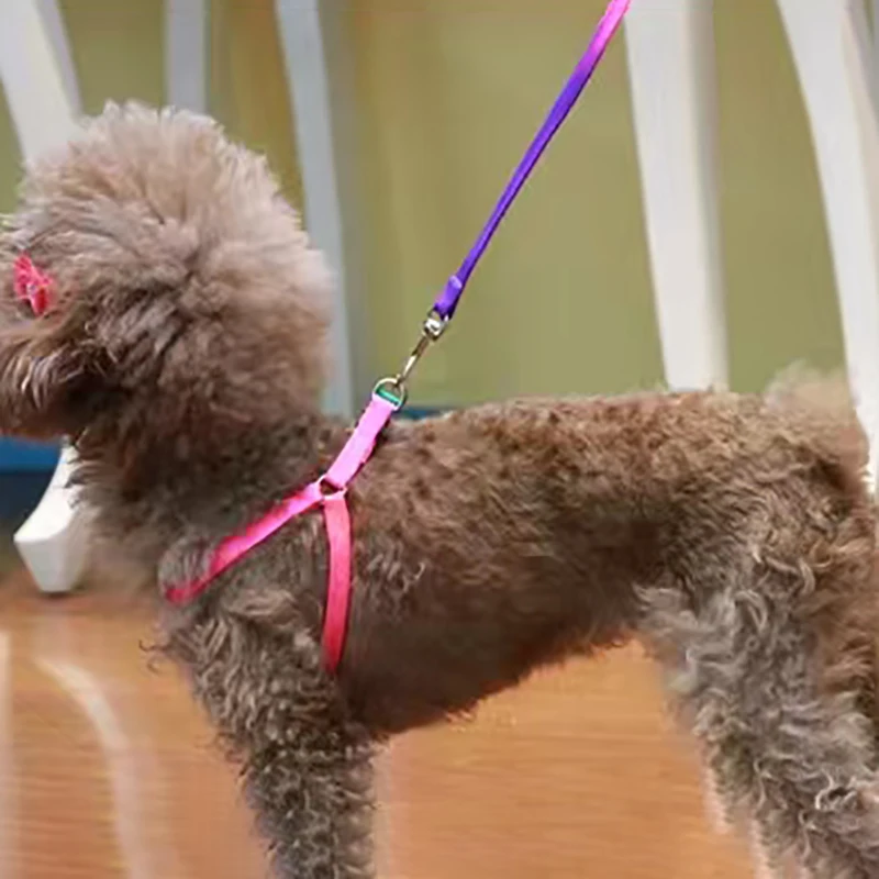 Un perro pequeño con un pelaje esponjoso, que lleva un arnés rosa y una correa morada. El perro parece estar parado en el interior y hay un fondo borroso que sugiere un entorno doméstico, posiblemente una habitación con muebles.