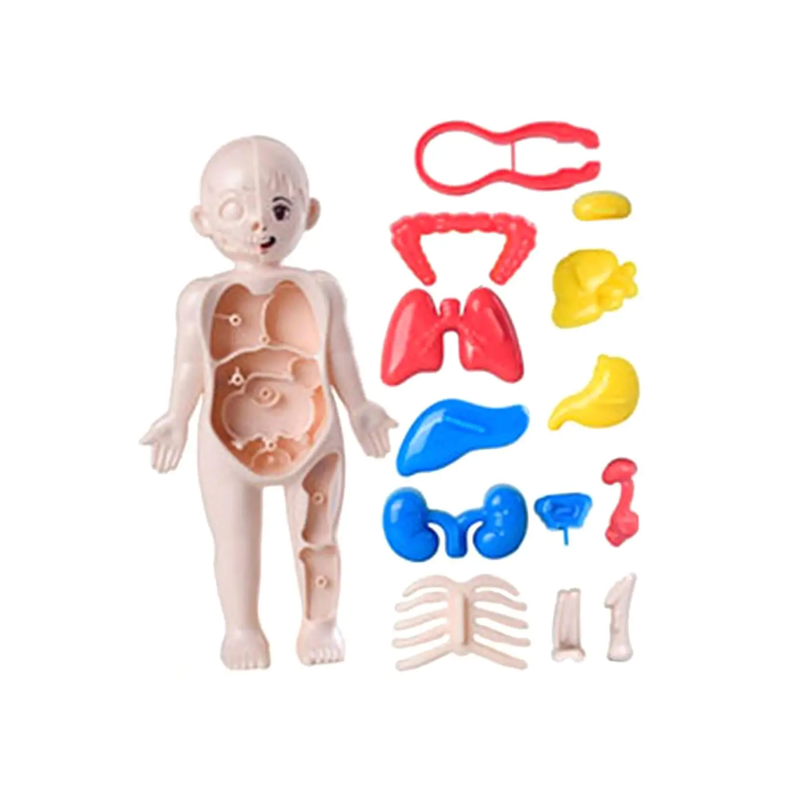 Human Body Toy Teaching Play Set for Preschool Teaching Tool