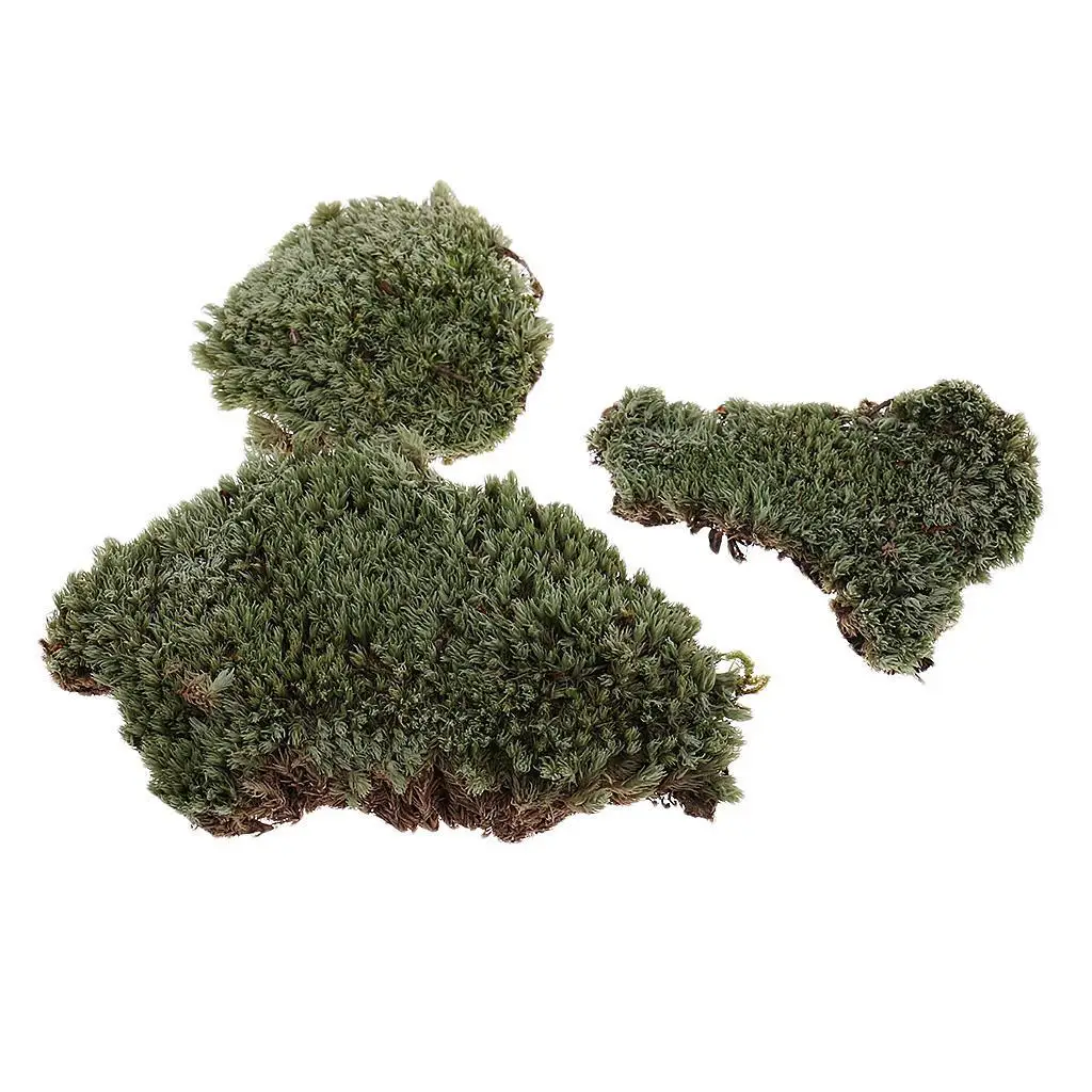   Sacle Sand Armor Building Lichen Moss Model for   Scenery Props