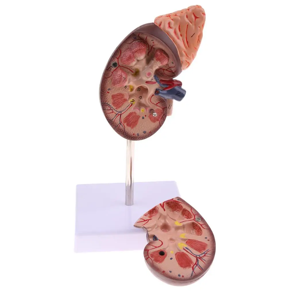 Lifesize   Gland Model with Stand, Human  Model, Science KIt