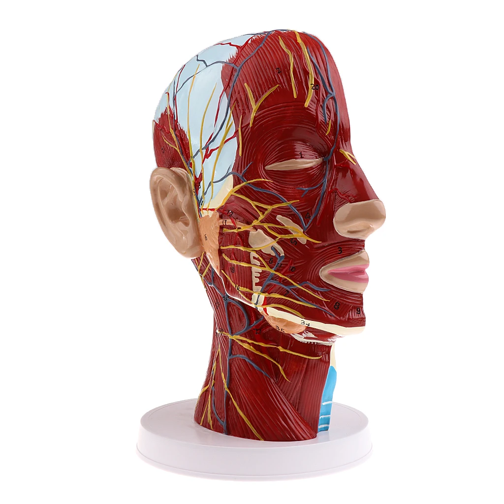 Head Median Sagittal Teaching Model Nerves Parotids Cervical Spine