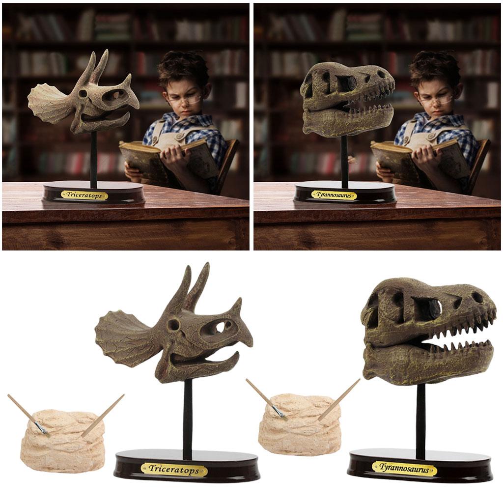 Dinosaur Skull Excavation Toy Tabletop Decor for Collection Decorations Boys Girls