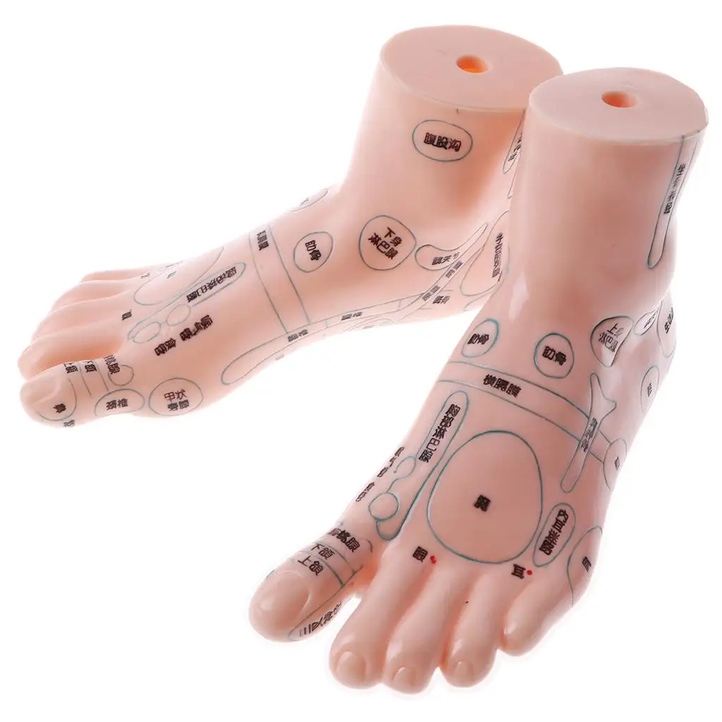 Lab/ Study, 1 Pair Human Massage Feet Model Acupoint Model,  Teaching Model, Lab Supplies