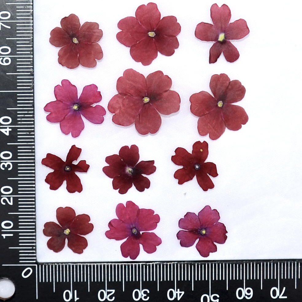 1-2cm/24 Stück, Natürliche Gepresste Sakura-Blüten, Echte Blütenblätter für DIY Kleber-Dekoration Handyhülle Maniküre Gesichtsdekoration – Detail 6