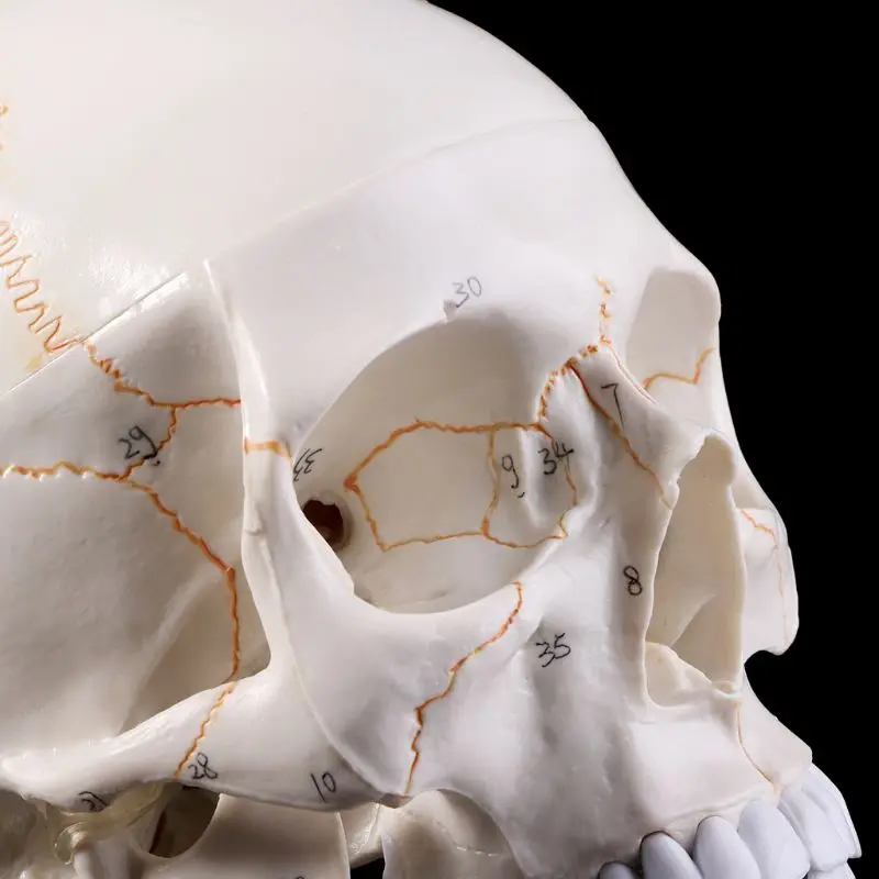 Modelo crânio humano tamanho real, anatomia anatômica,