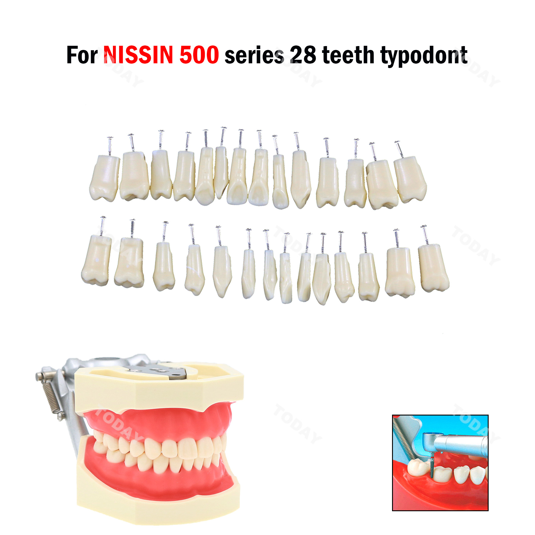 Best of Dental Teeth Model Screw-in Replacement Teeth Compatible NISSIN 500 Type For Dentistry Preparation Training Teach Resin Material Reviews & Tips