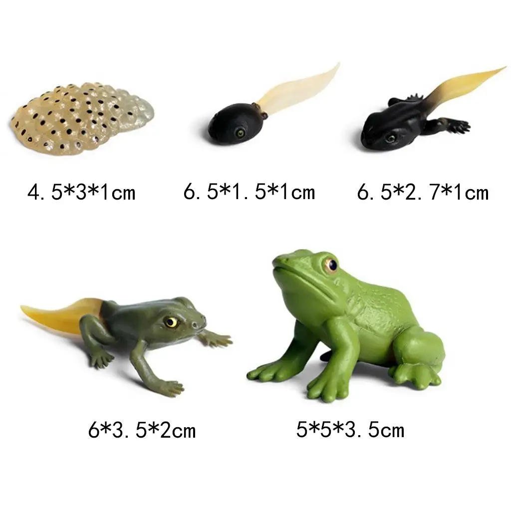Simulated Frog Growth Process Toy Set  Action Figures Educational Toy for Children