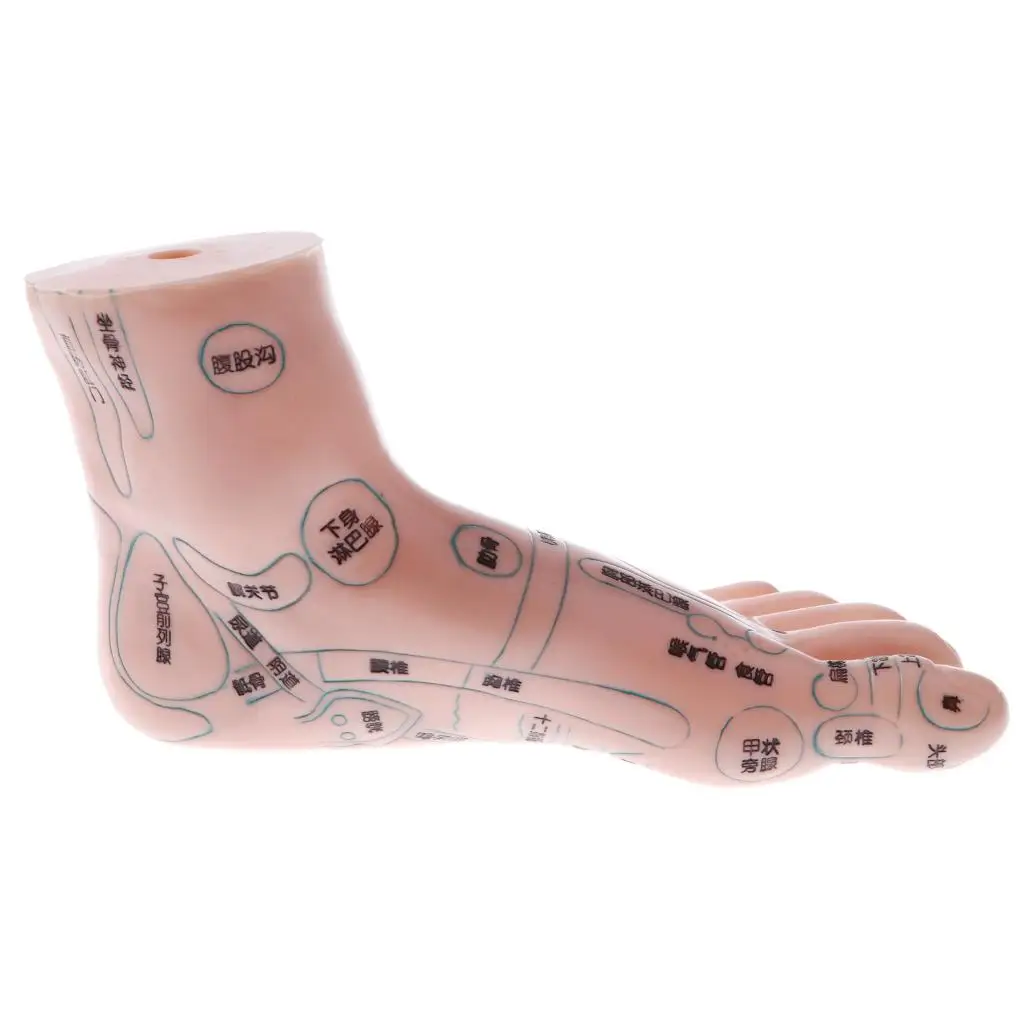 Lab/ Study, 1 Pair Human Massage Feet Model Acupoint Model,  Teaching Model, Lab Supplies