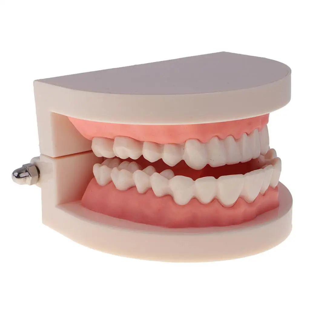 1:1 Human Mouth  Model with brush  Caring Teaching School Learning Aid Office Ornament