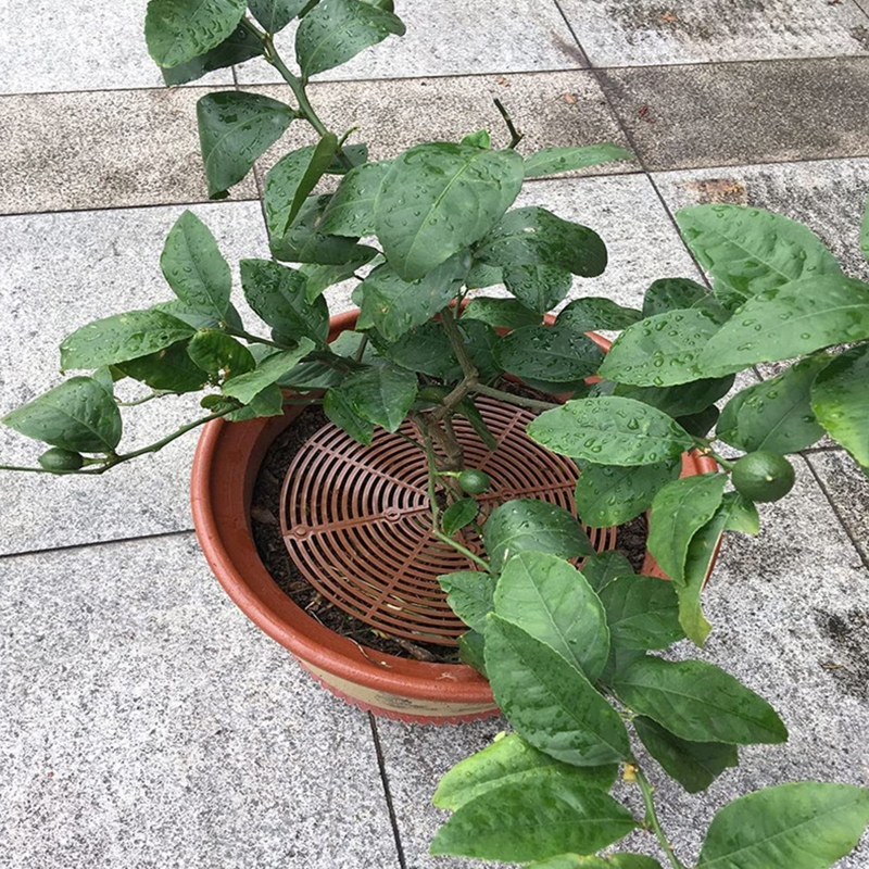 4 Grilles De Protection Pots De Fleurs 30cm - Anti-Chats/Enfants, Découpable, PP, Noir/Marron