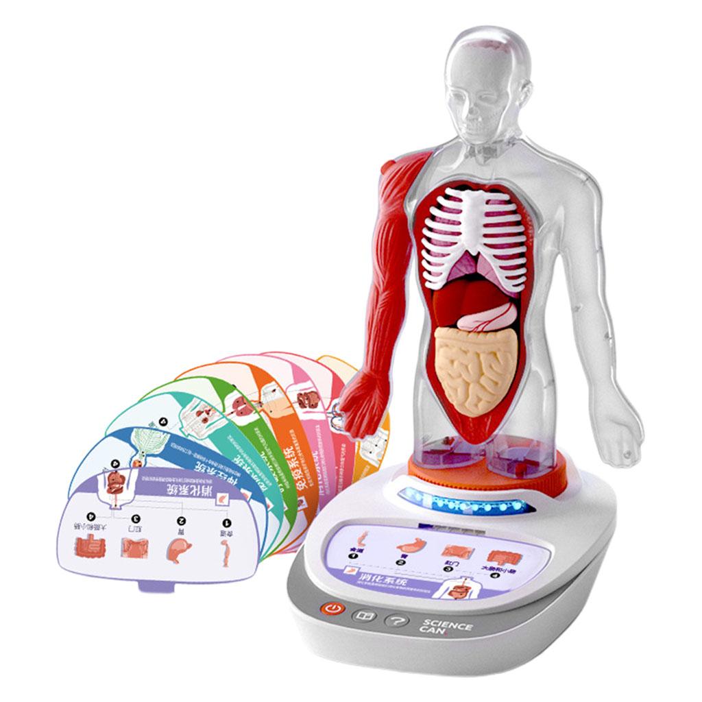Montessori Human Torso Body Model Toys Educational Realistic Science Ages 8+
