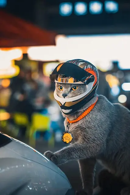 Buy Best Cat Style Women Motorcycle Helmet – Pride Armour