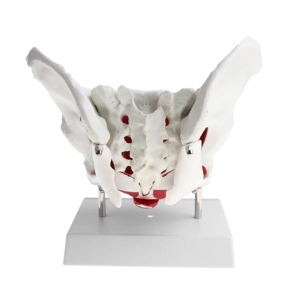  1:1 Female Pelvis Skeleton Floor Muscles W/Coccyx Sacrum Model