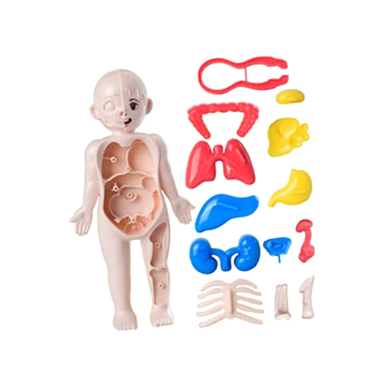 Human Body Toy Model Teaching Play Set Body Parts Organs for Kids Child