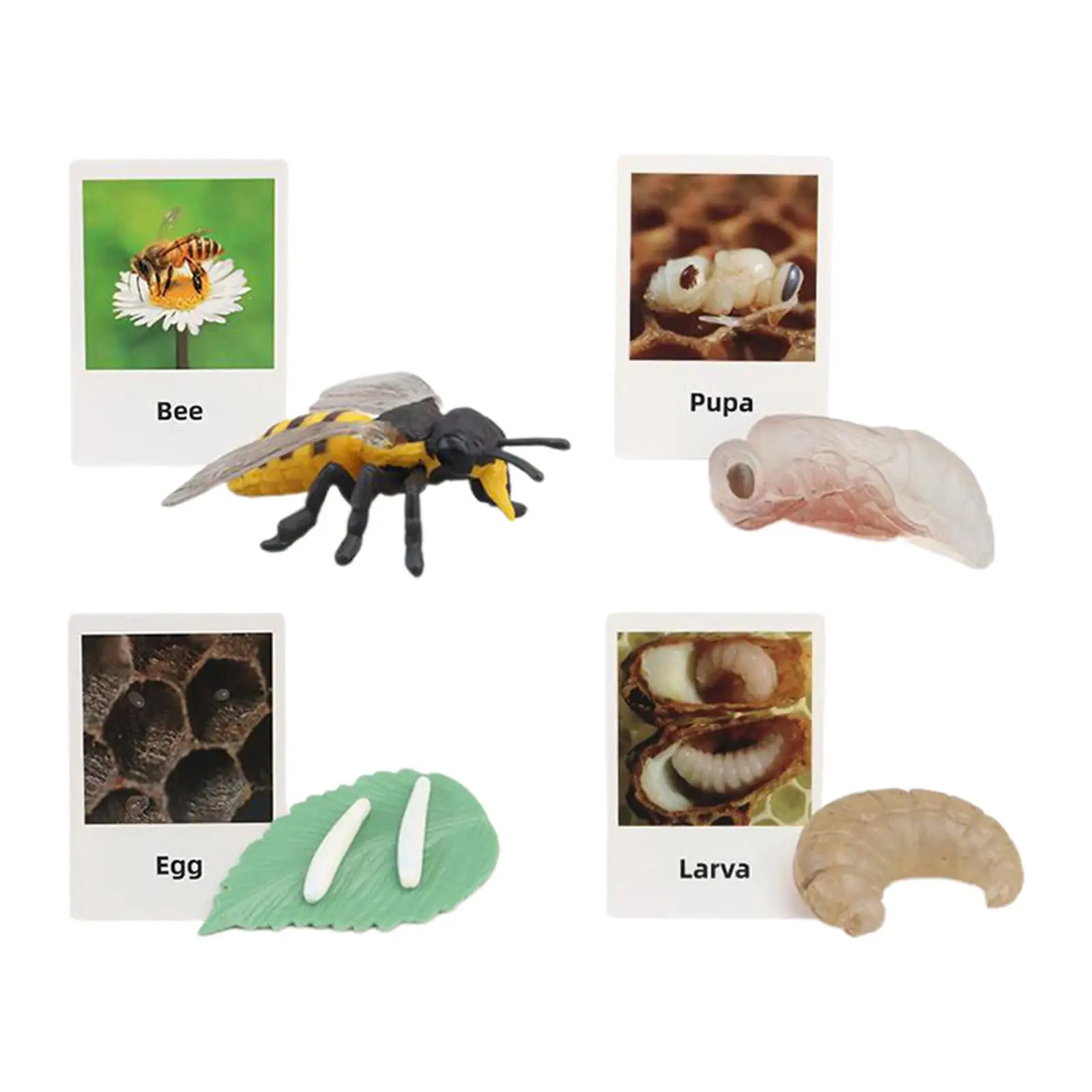 Realistic life Cycle Toy, Early Education, Animal Growth Cycle Figures for Preschool