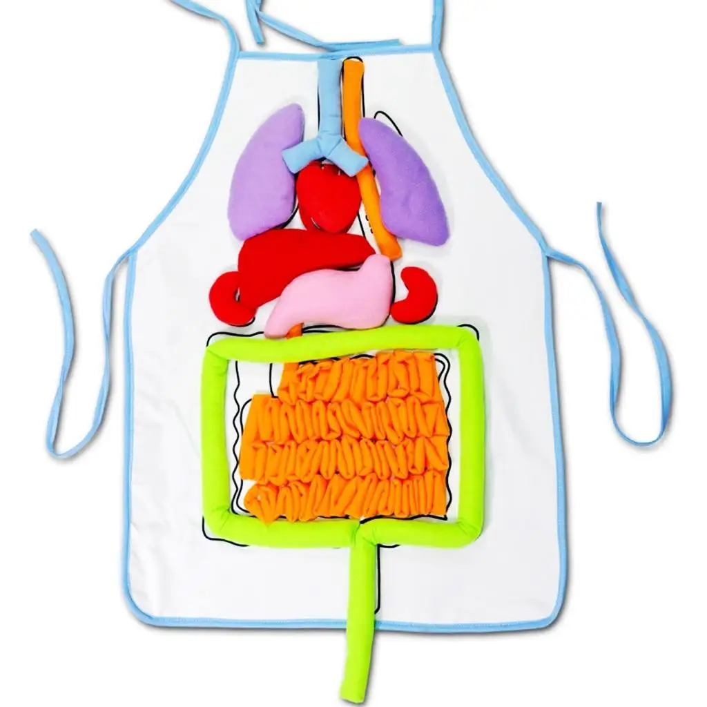 3D Organ Apron Early Teaching Props Early Education Aids for Kids
