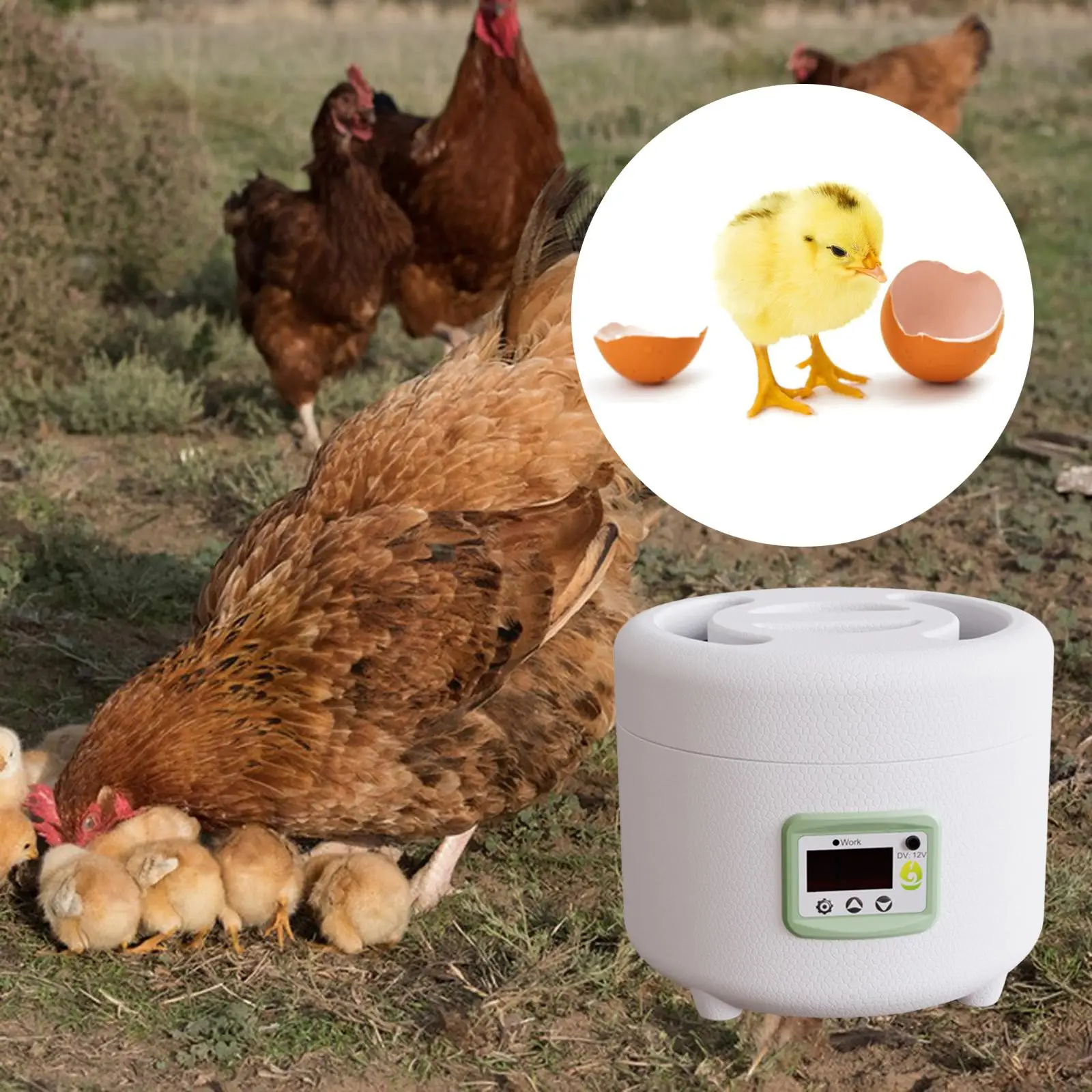 Chicken Bird Farm Hatchery Adjustable Digital Temperature 9 Egg Poultry Incubator Mini Egg Incubator Brooder