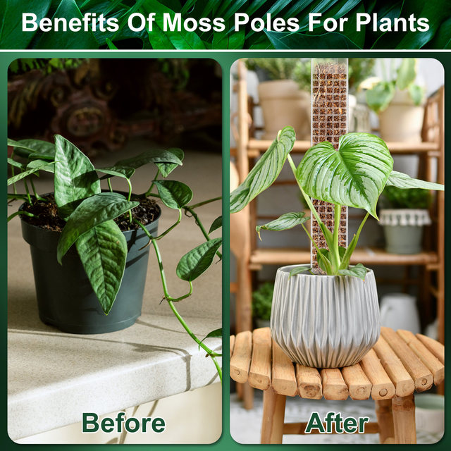 Plant Climbing Frame Plant Trellis Supporting Stick Plastic Moss Pole Indoor  Plant Pot stand Green Dill Vine Garden Accessories