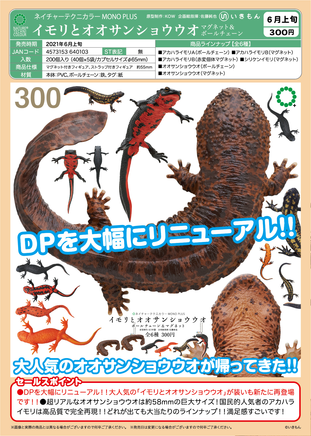 ☆極美個体☆ アカハライモリ ♀