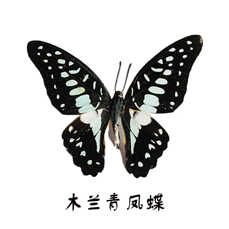 Real Butterfly Specimens Ornaments Handmade Insect Specimens Decorations Student Creative Birthday Gift Wings Home Decoration