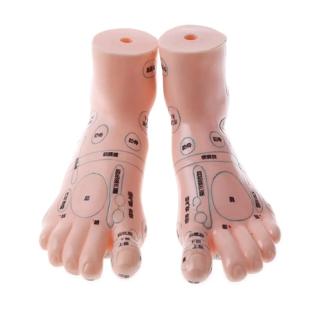 Lab/ Study, 1 Pair Human Massage Feet Model Acupoint Model,  Teaching Model, Lab Supplies