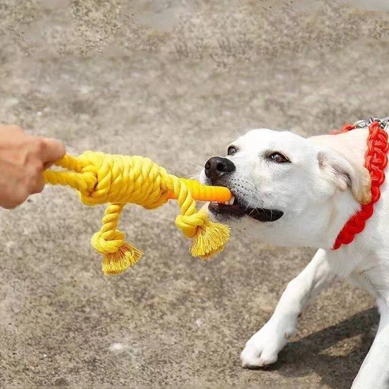 Un perro blanco con collar rojo jugando con un juguete amarillo. El juguete parece ser un tipo de cuerda de tira y afloja o un juguete diseñado para que los perros lo mastiquen.