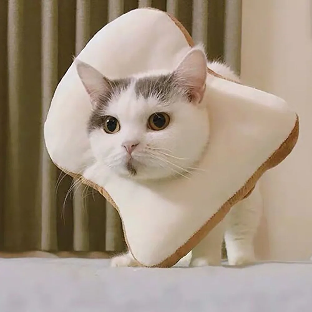 Un gato vestido con un disfraz humorístico que parece tener una rebanada de pan en la cabeza. El gato parece ser un gato doméstico de pelo corto blanco y gris, y mira directamente a la cámara con una expresión algo sorprendida o curiosa.