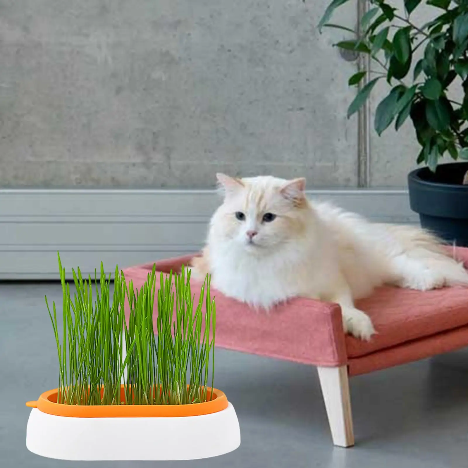 Cat Grass Planter Tray Food Bowl Soilless for Microgreens Greenhouse Garden