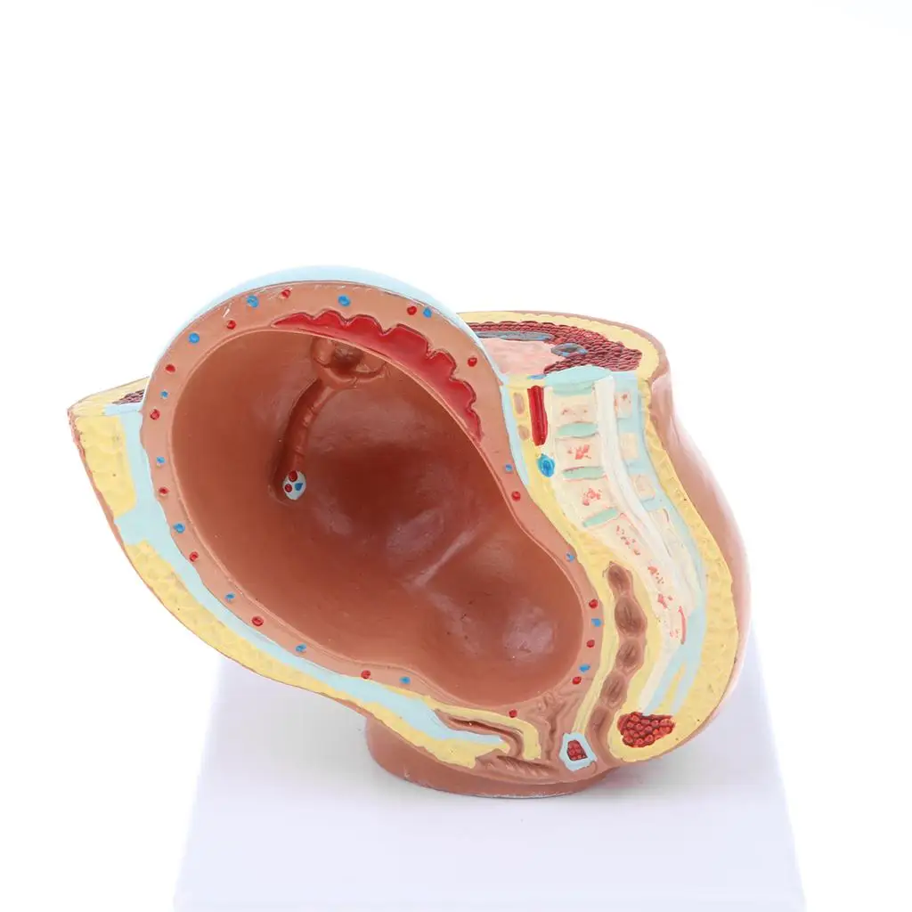 Human Pelvis Fetus Model, 9th Month, Pelvis Teaching Human Model