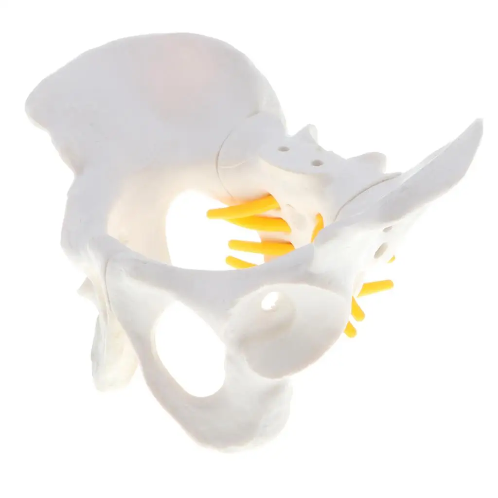 Skeletal Model of the Female Pelvis |  Skeleton | Life Size Model Shows Spinal Nerve, Spine, Coccygeal Nerve |  Models