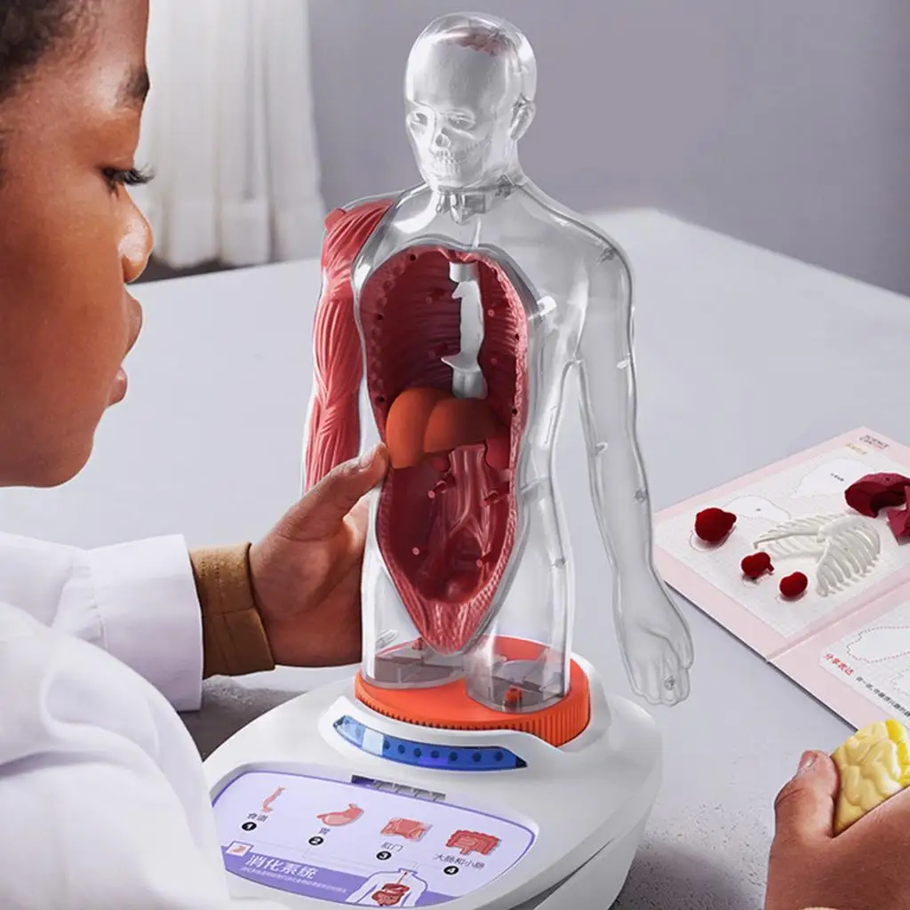Montessori Human Torso Body Anatomy Model, Learning Educational Science