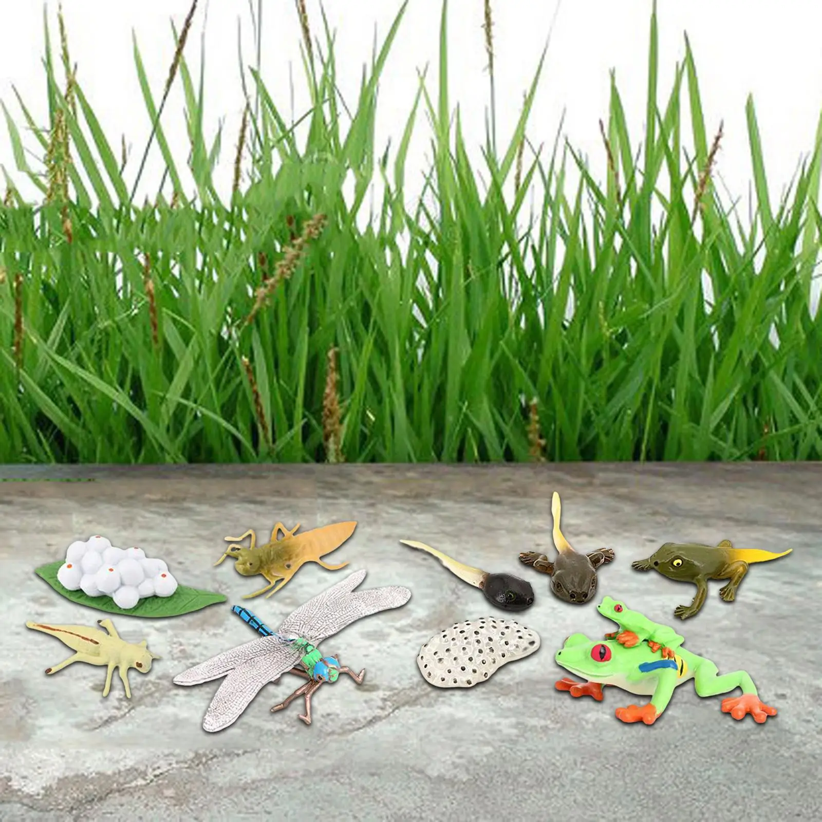 Simulation Life Cycle Figurines Toy Red Eyed Tree Frog Figures Dragonfly Figures Animal Growth Cycle for Party Favors Toddlers