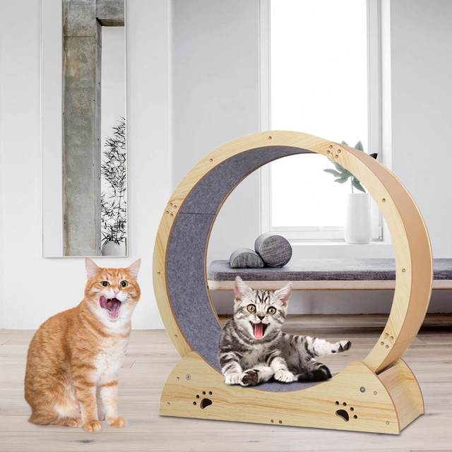 Wall mounted best sale cat wheel