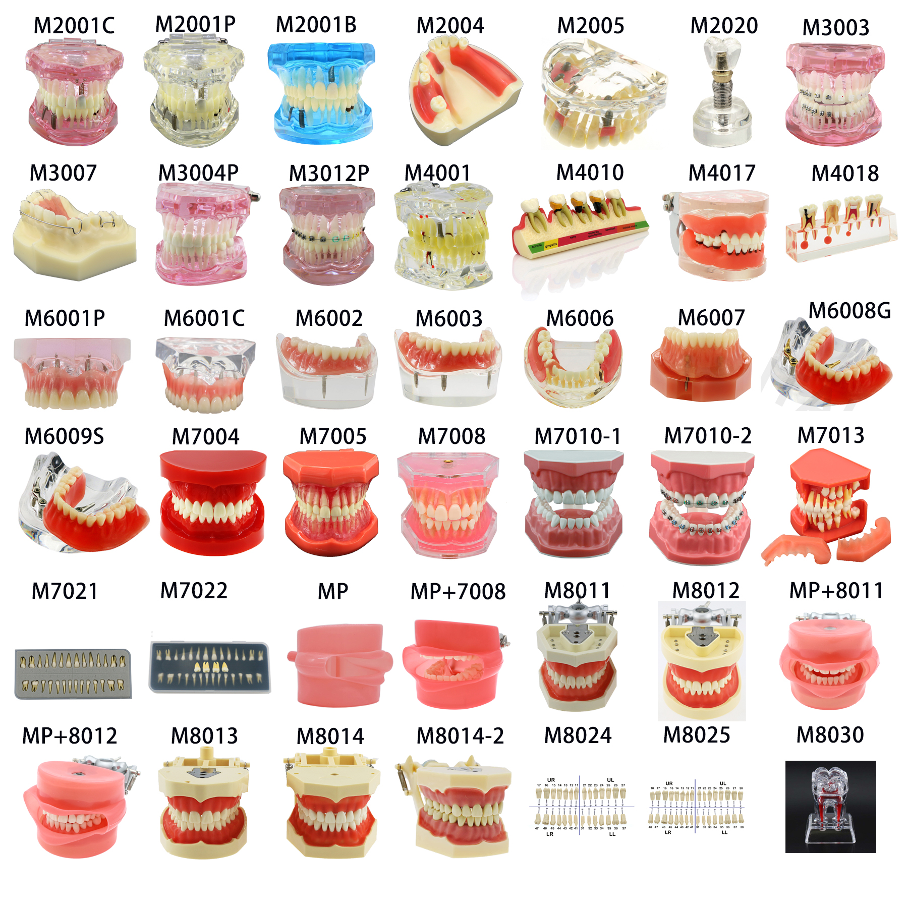 Best of SEUJJRO Multifarious Types Dental Model Removable Teeth Implant Orthodontic Teaching Studing Demo For Dentist Student School Reviews & Tips