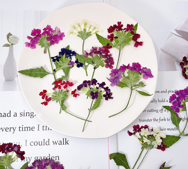 12 Stück/5-8cm, Natürliche Gepresste Kirschblüten DIY Manuelle Fotorahmen Lesezeichen Grußkarten Aromatherapie-Kerzen Nageldekoration – Detail 5